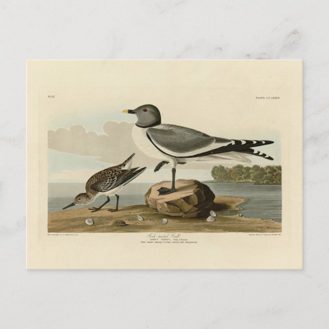 Fork-tailed Gull from Audubon's Birds of America Postcard (Front)