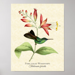 Fork Tailed Wood Nymph Hummingbird Art Print