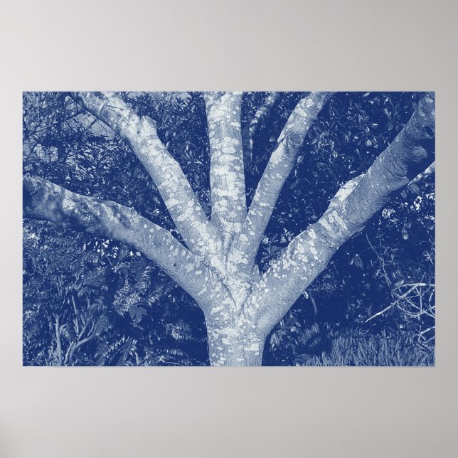 Forked Branches - Cyanotype Effect Poster (Front)