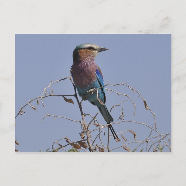 Forked Roller Bird Botswana Postcard (Front)