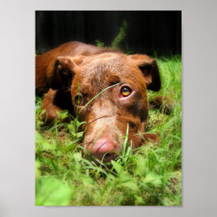 Forlorn Chocolate Lab Pit Puppy Poster