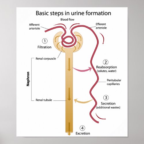 Formation of urine Poster