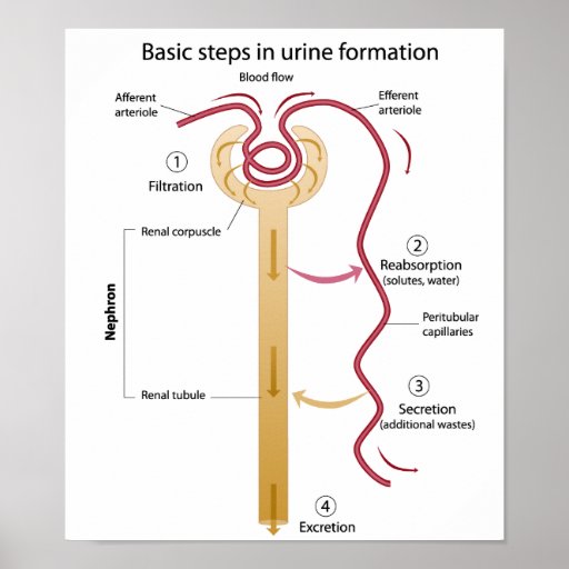 Formation of urine Poster | Zazzle