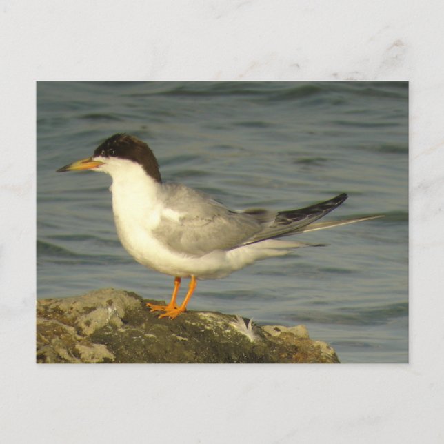 Forster's Tern Postcard (Front)