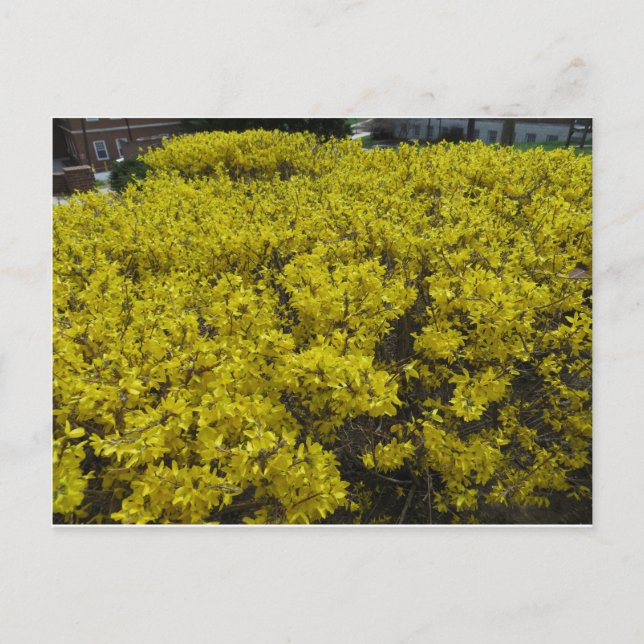 Forsythia Field Postcard (Front)
