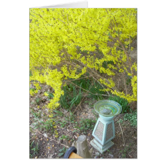 Forsythia in Bloom Cards