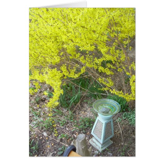 Forsythia in Bloom Cards (Front)