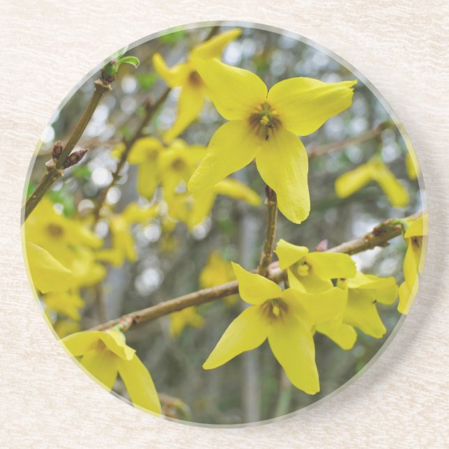 Forsythia in Springtime Coaster (Front)
