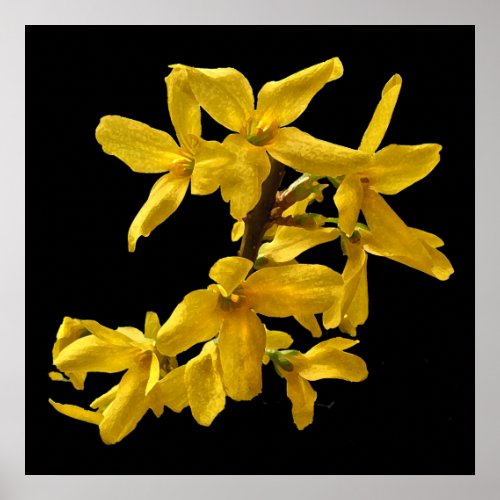 Forsythia Print