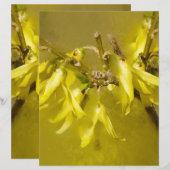 Forsythia - Springtime Sunshine (Front/Back)