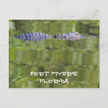 Fort Myers Alligator Card by PhotosfromFlorida at Zazzle