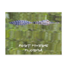 Fort Myers Alligator Card
