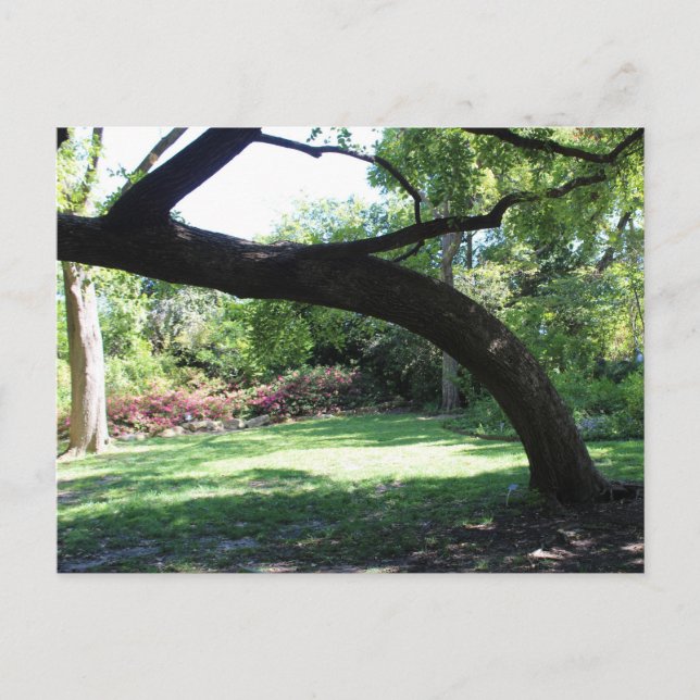Fort Worth Garden Tree Postcard (Front)
