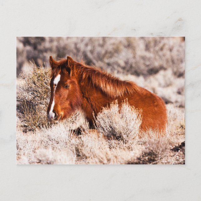 Forty Winks Postcard (Front)