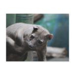 Fossa Postcard