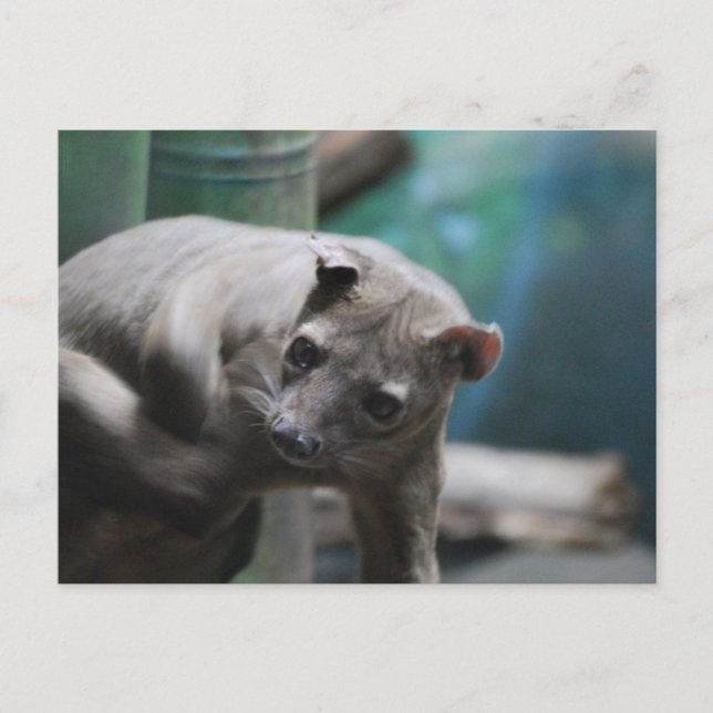 Fossa Postcard (Front)