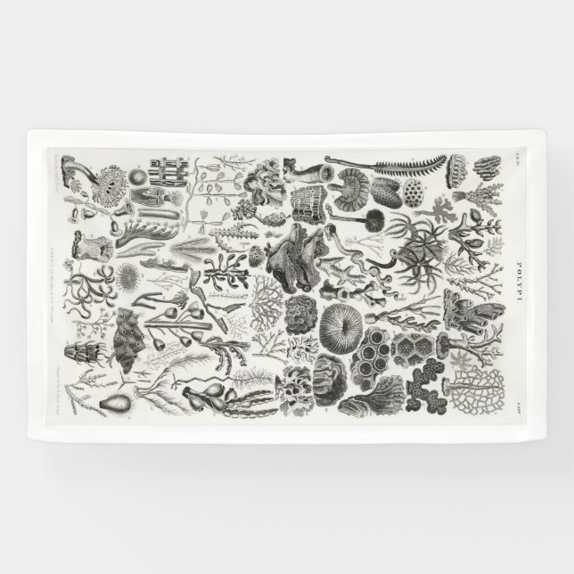 Fossil Coral Geology Minerals Polypi Banner (Horizontal)