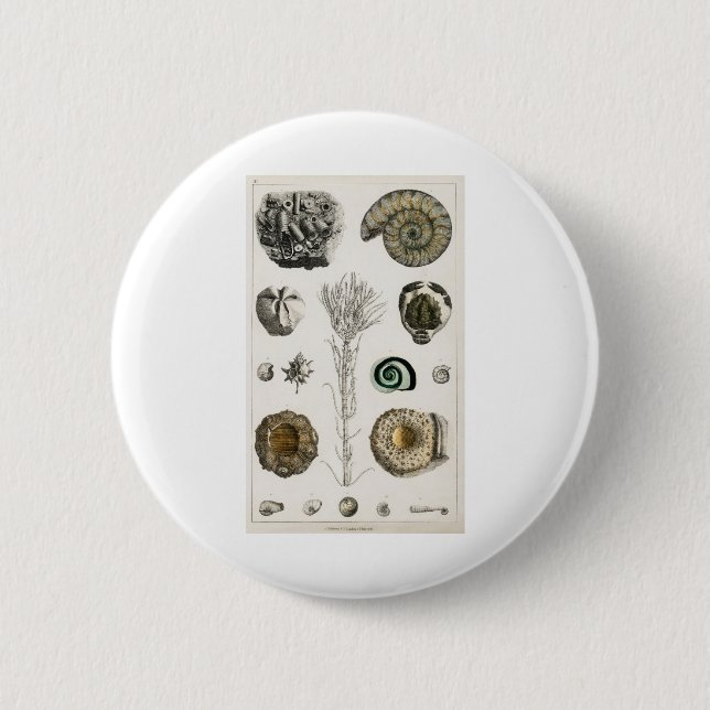 Fossil, Dinosaur, Fossils, Paleontology, Geology Button (Front)