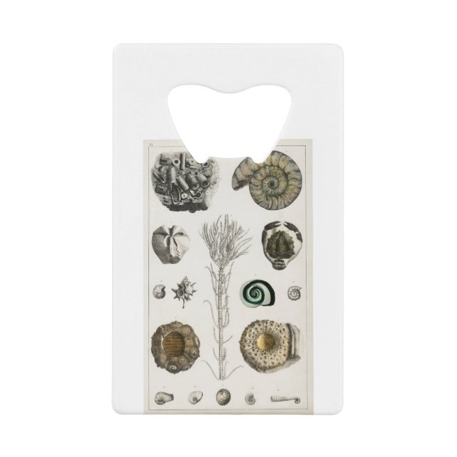 fossil, dinosaur, fossils, paleontology, geology, credit card bottle opener (Front)