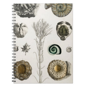 fossil, dinosaur, fossils, paleontology, geology, notebook