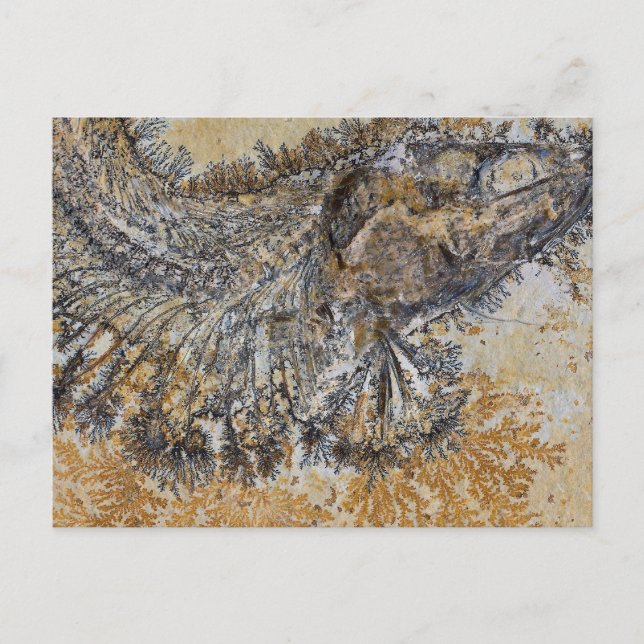 Fossil Fish Postcard (Front)