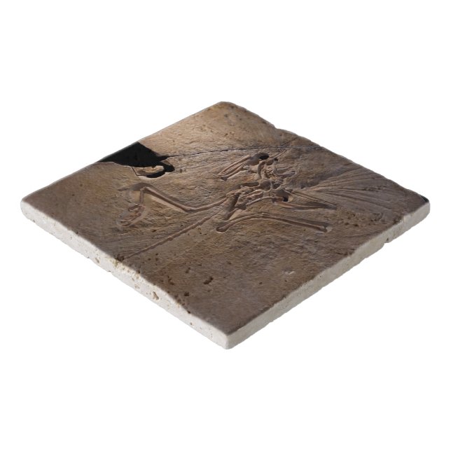 Fossil Pint Trivet (Corner)