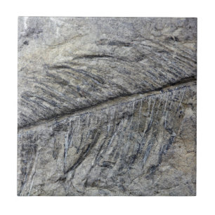 Fossil Plant Ceramic Tile