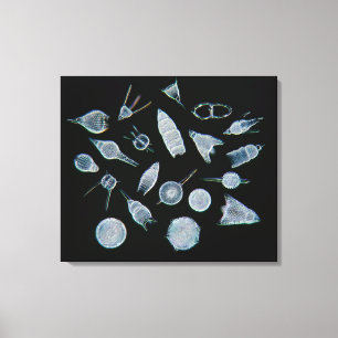 Fossil Radiolarian Skeletons Canvas Print