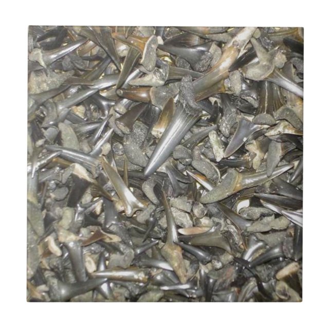 Fossil shark teeth pattern tile (Front)