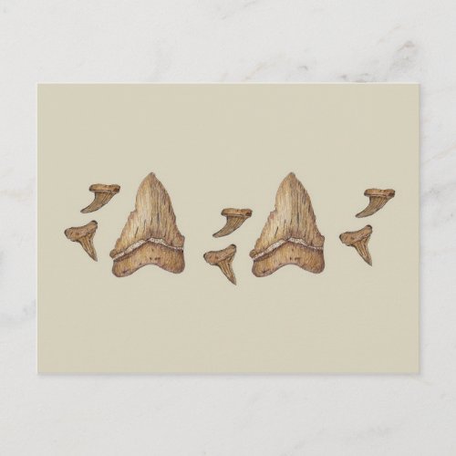 Fossil Shark Teeth Postcard