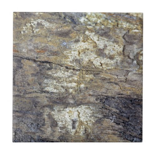 Fossil Wood Ceramic Tile