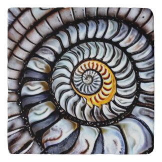 Fossilized Ammonite #97 - Trivet