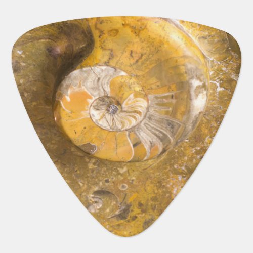 Fossilized Ammonite in Polished Rock Photo Guitar Pick