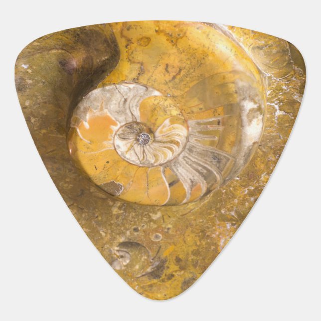 Fossilized Ammonite in Polished Rock Photo Guitar Pick (Front)