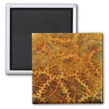 Fossilized Coral Natural Jasper Gemstone Magnet by YANKAdesigns at Zazzle