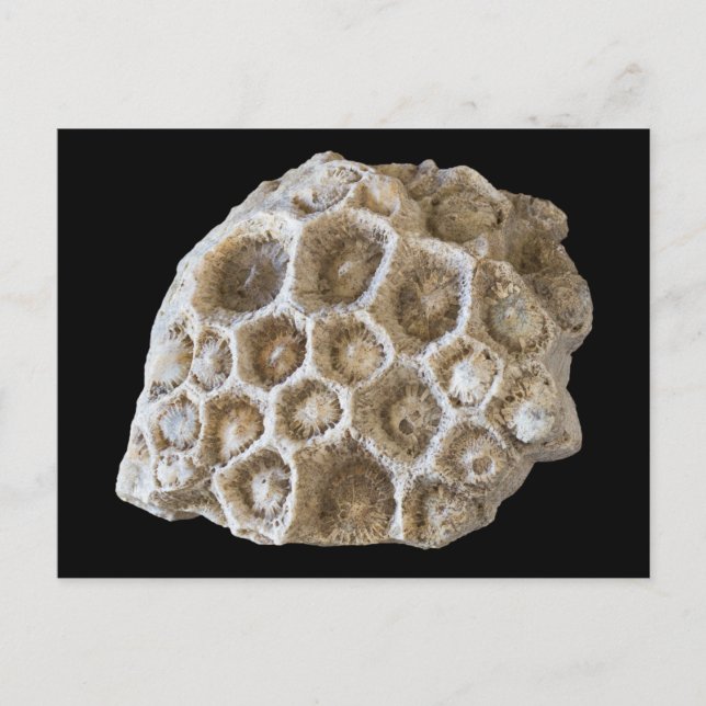 Fossilized Coral on Black Postcard (Front)