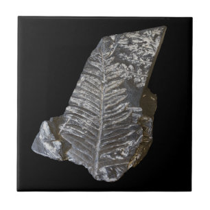 Fossilized Fern Leaves Rock Nature Photography Ceramic Tile