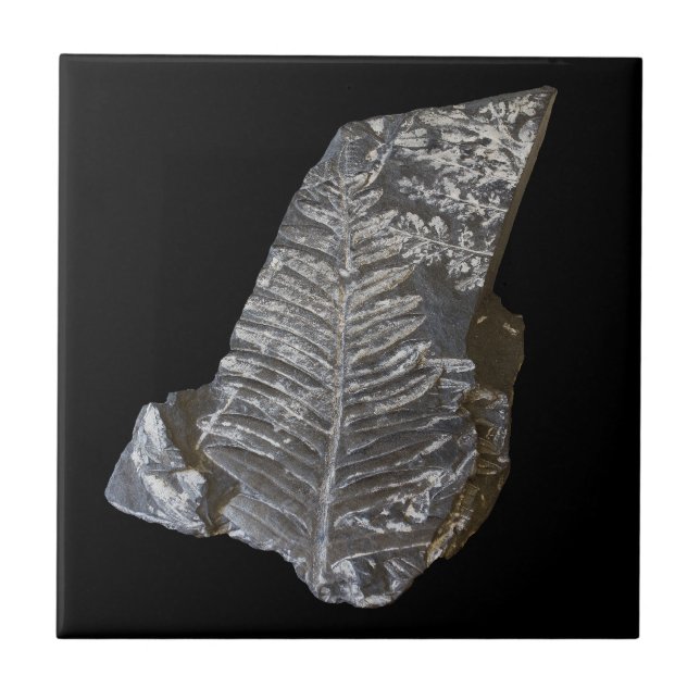 Fossilized Fern Leaves Rock Nature Photography Ceramic Tile (Front)