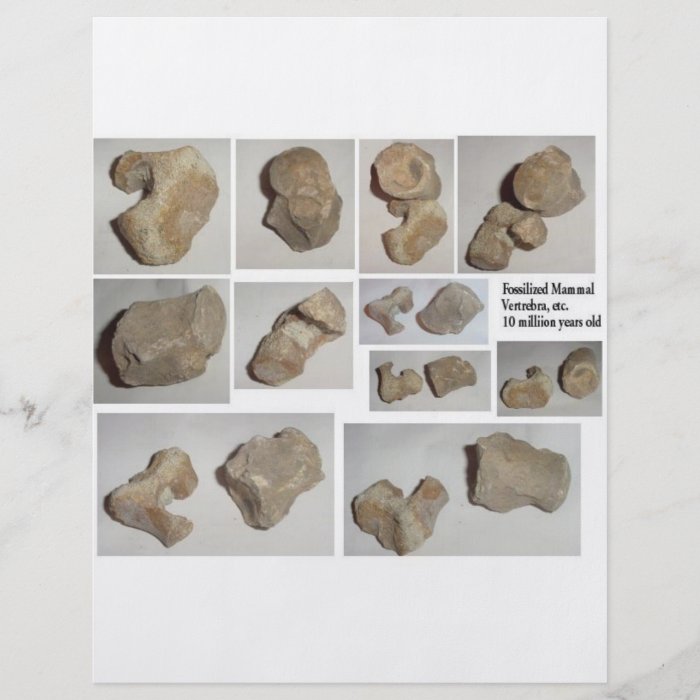 FOSSILIZED MAMMAL VERTEBRA PERSONALIZED FLYER