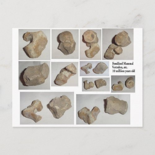 FOSSILIZED MAMMAL VERTEBRA POSTCARD