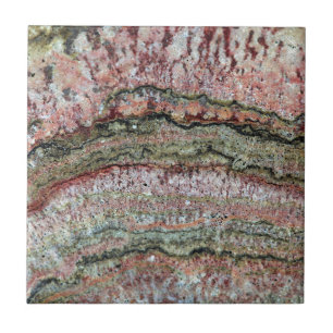 Fossilized Stromatolites Tile