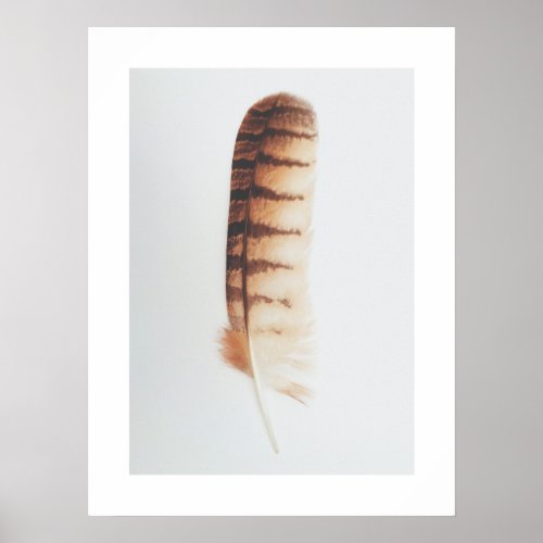 Found Feather Nature Photography Art Print _ Brown