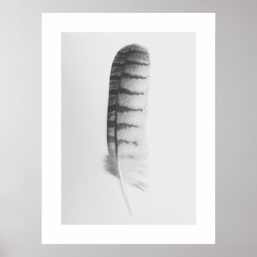 Found Feather Nature Photography Art Print _ Gray