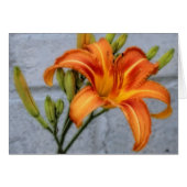 Foundation Lily (Front Horizontal)