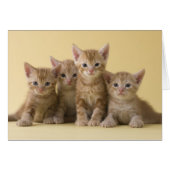 Four American Shorthair Kittens (Front Horizontal)
