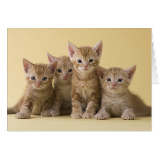 Four American Shorthair Kittens (Front Horizontal)
