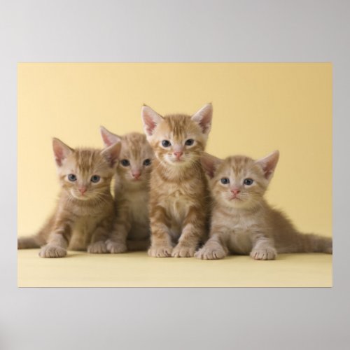 Four American Shorthair Kittens Poster