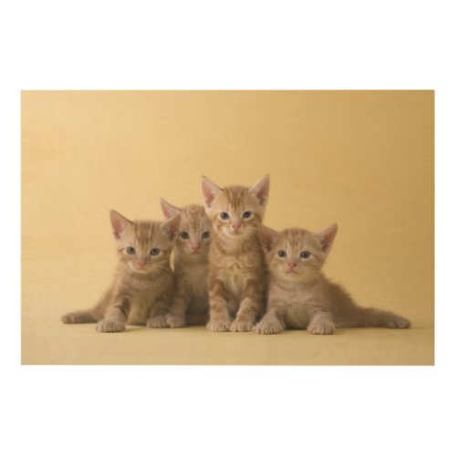 Four American Shorthair Kittens Wood Wall Art