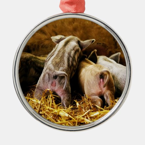 Four Baby Piglet Mangalitsa Hogs Showing Butts Metal Ornament