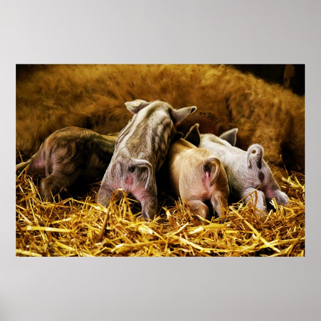 Four Baby Piglet Mangalitsa Hogs Showing Butts Poster (Front)